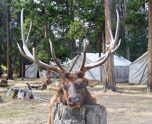 cow elk hunt wyoming